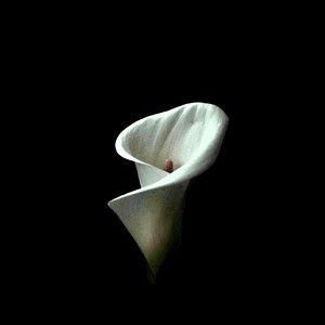 Meet your Posher, Aurora